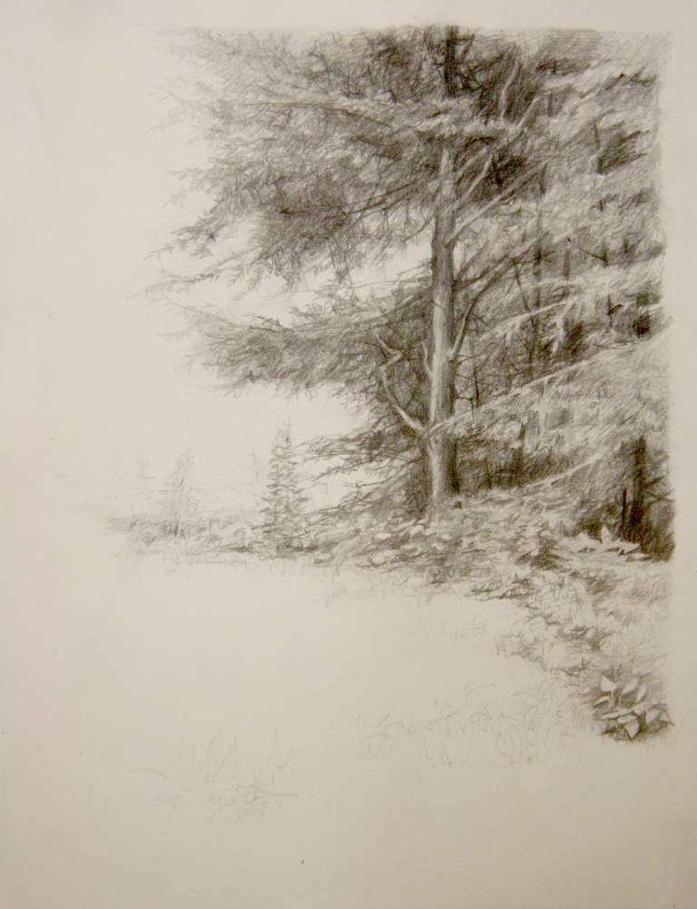 "Tree Edge Study", 9x12 pencil