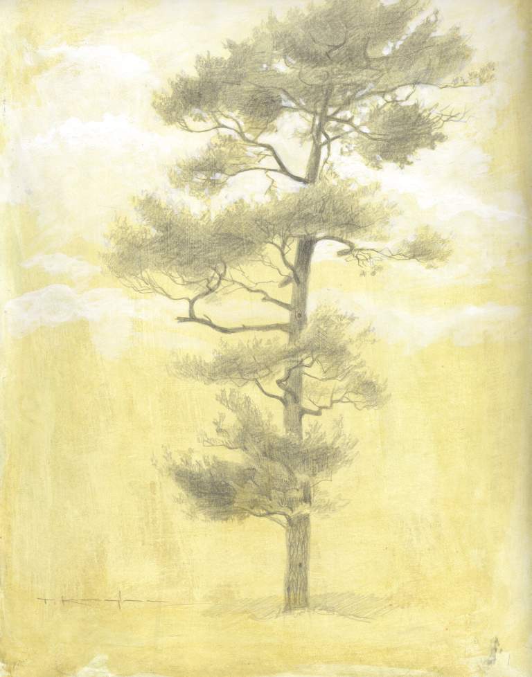 "White Pine", 9x12 silverpoint on toned paper